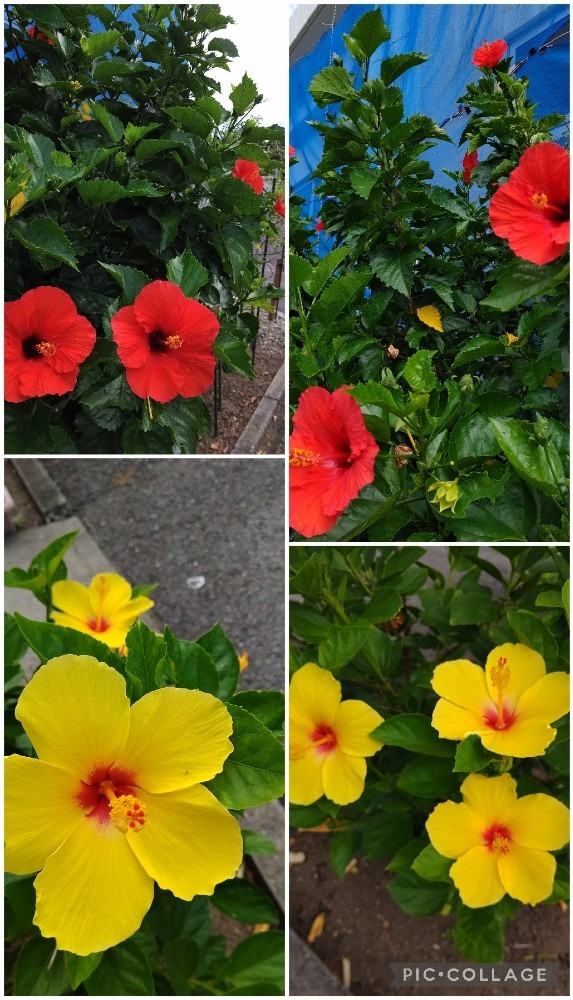 夏の花‼️