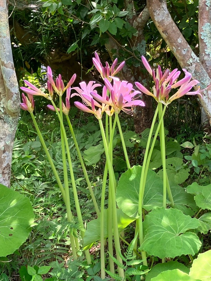 我が家の花