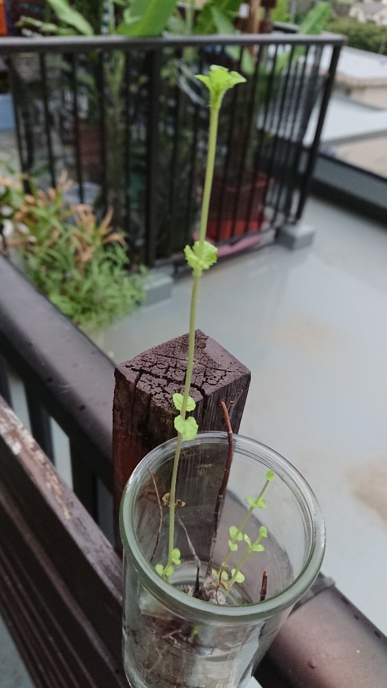 枯れた後に🌿