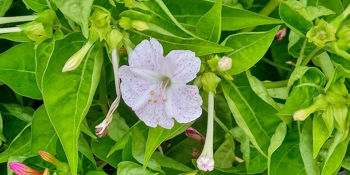 島の花🌺