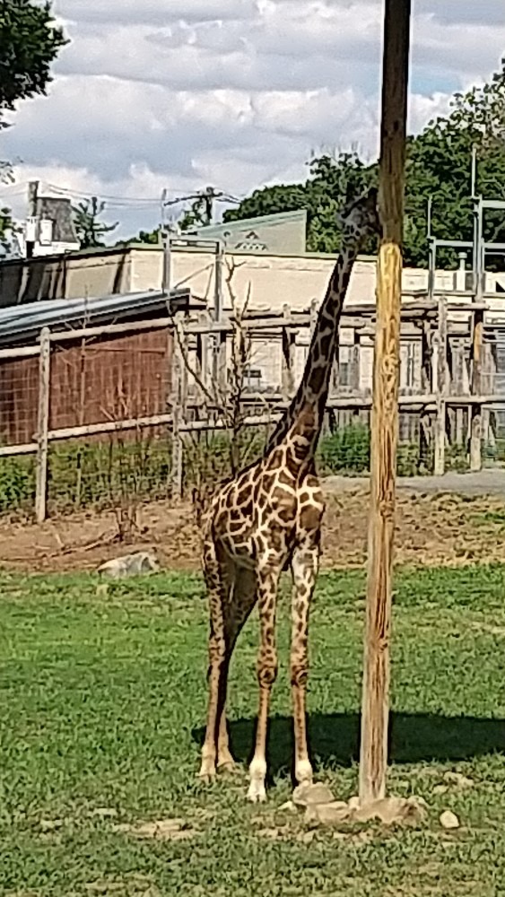 シュツトしているキリン