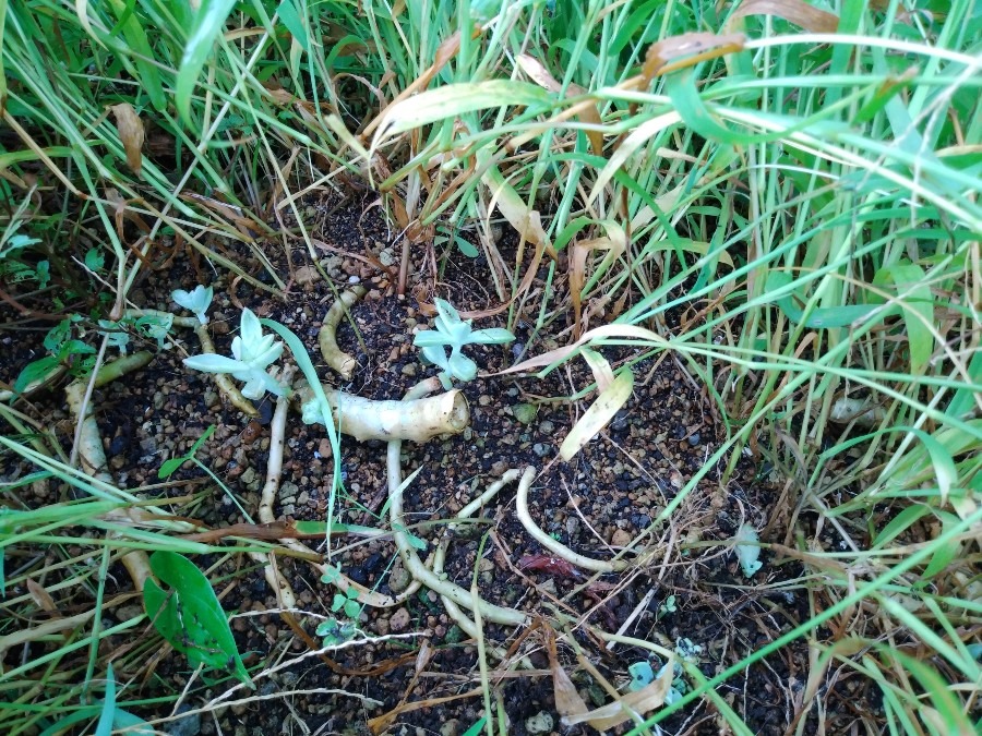 お庭の除草作業😄❗　まさか🌱😨❗②