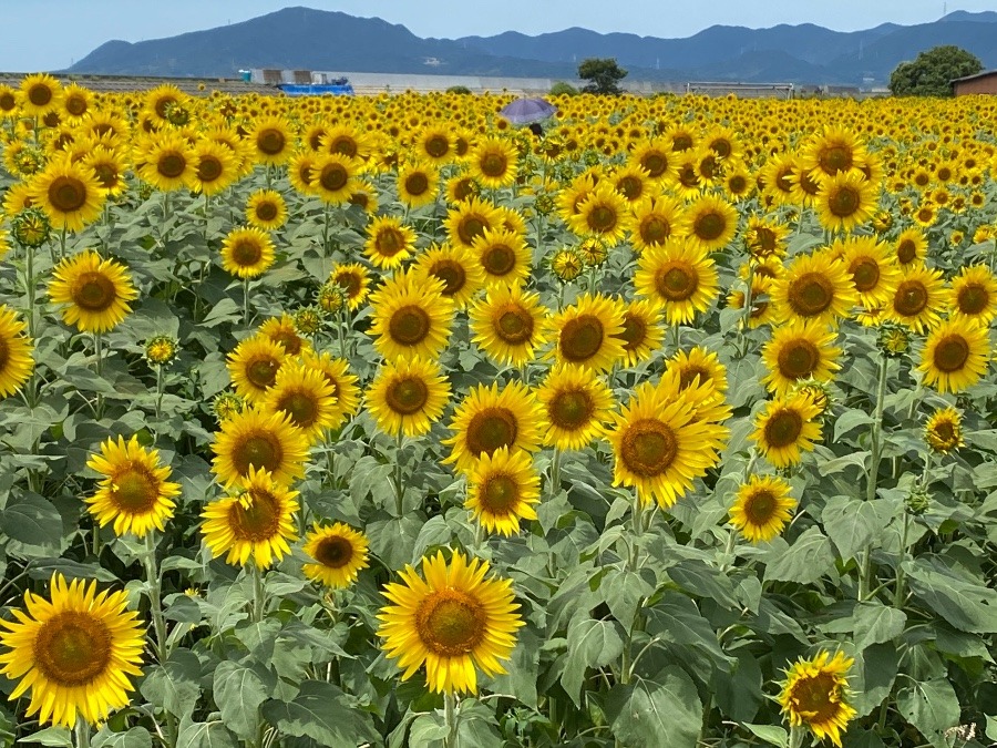 花の海🌻