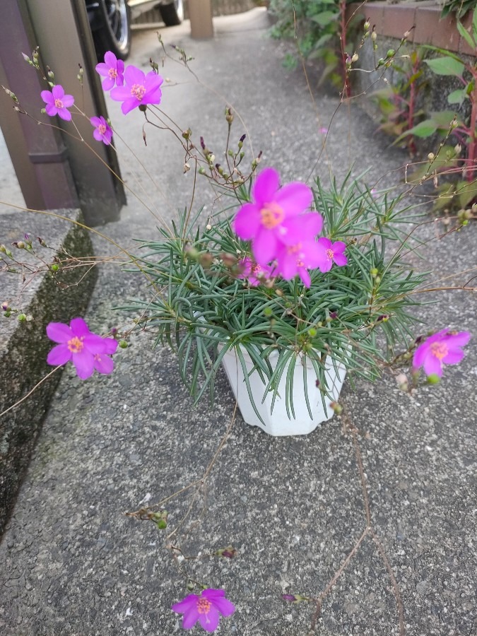 草花火（夏花火）