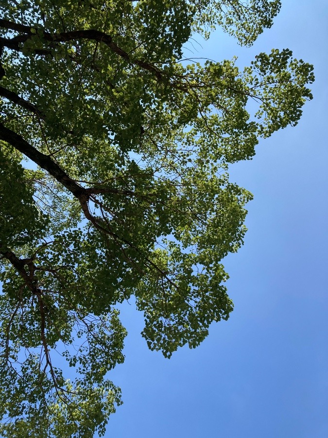 青空へ高く