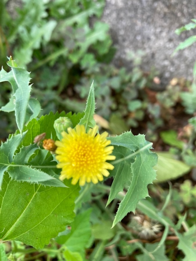 花もだけど