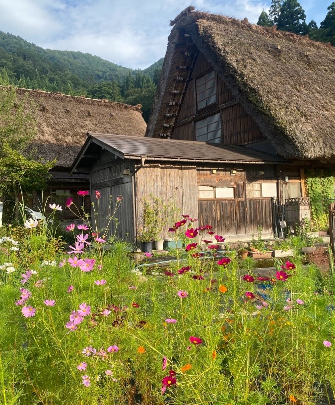 白川郷②✨✨秋桜✨