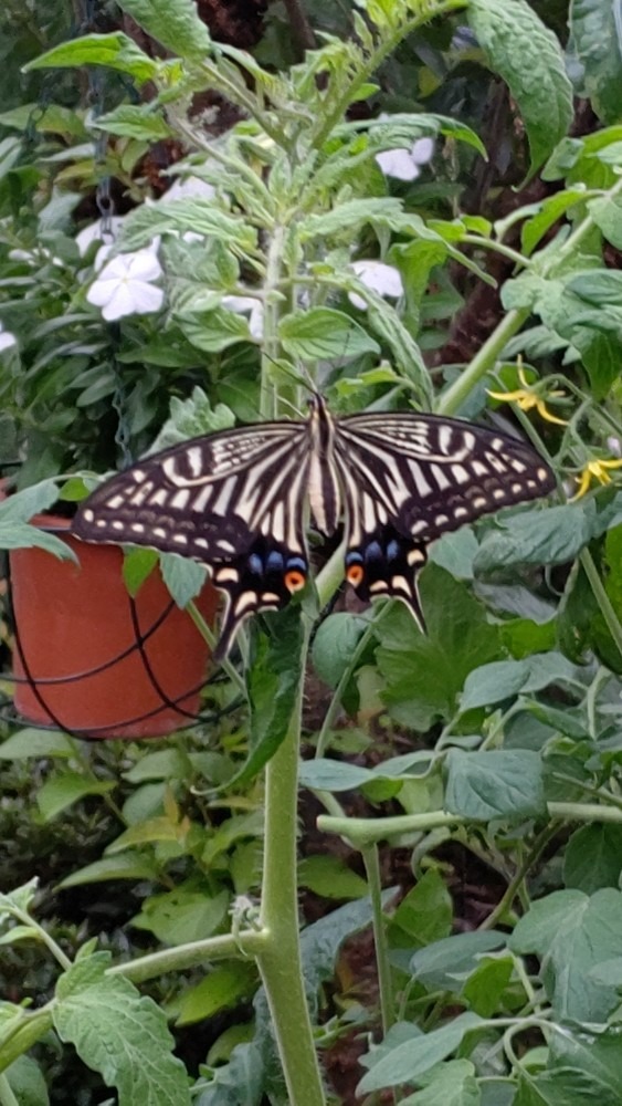 トマトが宿り木🦋