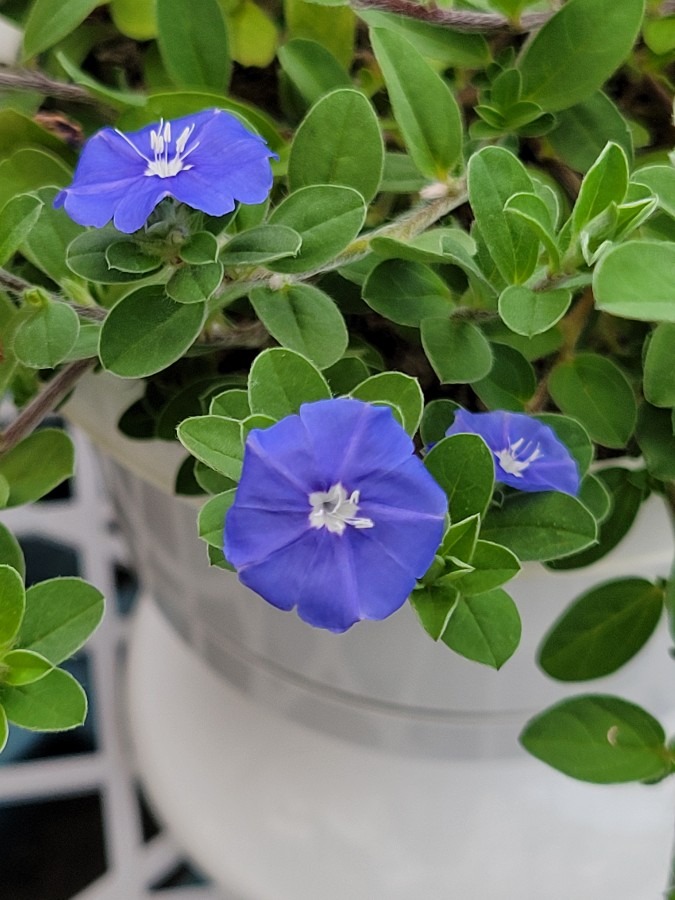 小さくて綺麗な花を見つけたよ～