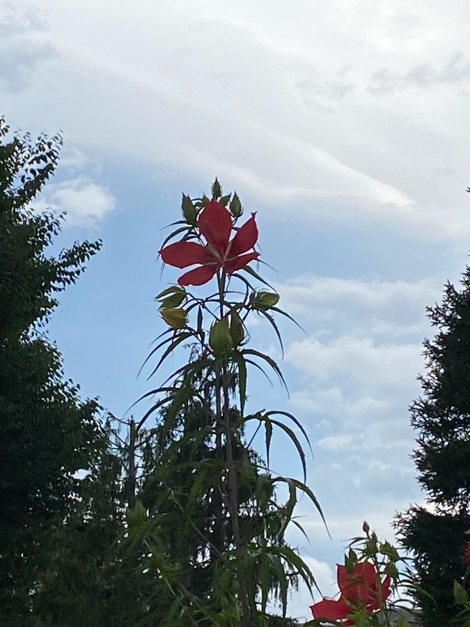 花🌸🌸🌸