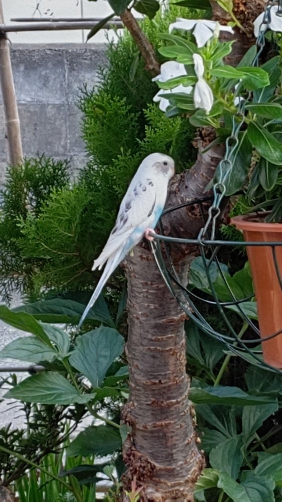 インコ？どうしたら🐦