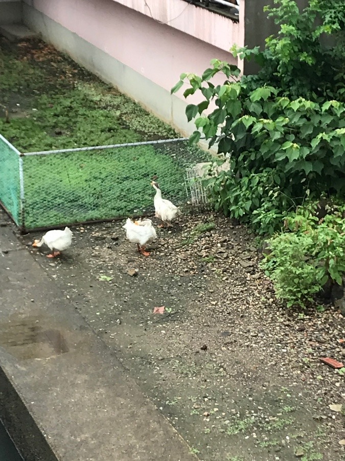 ✨今日のアヒルさん✨②