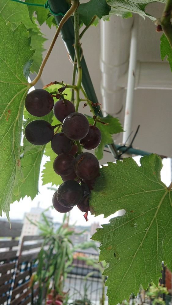 我が家の葡萄🍇です