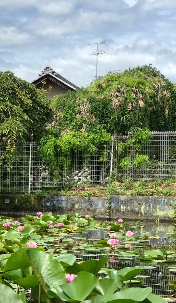 睡蓮の池🌸