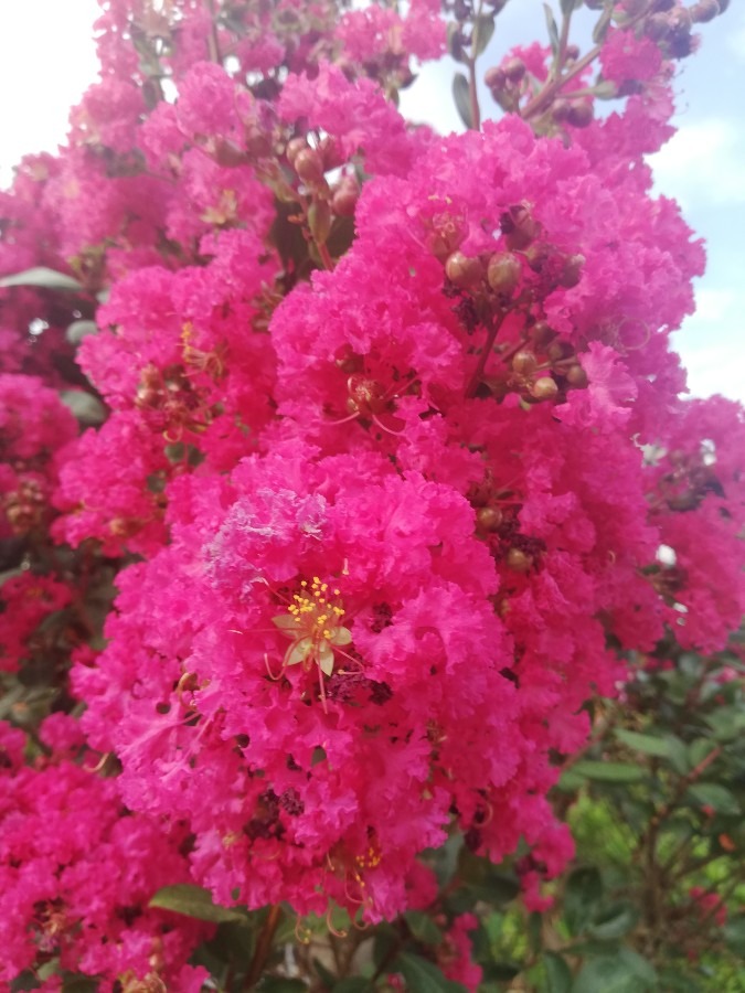 🏵️花好き🍀