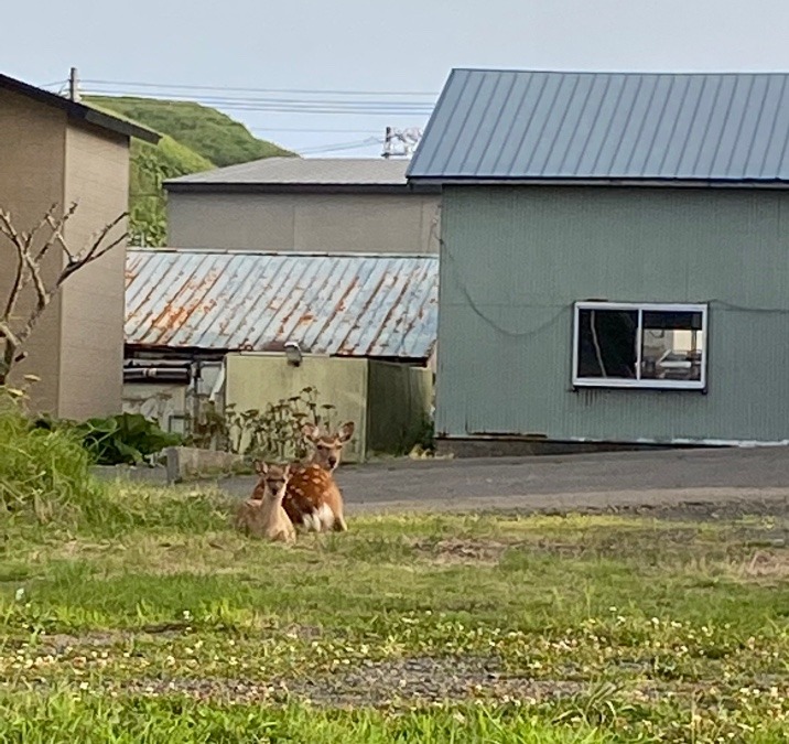 シカの親子