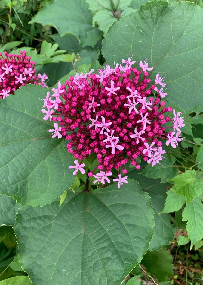 ✨きれいな花✨