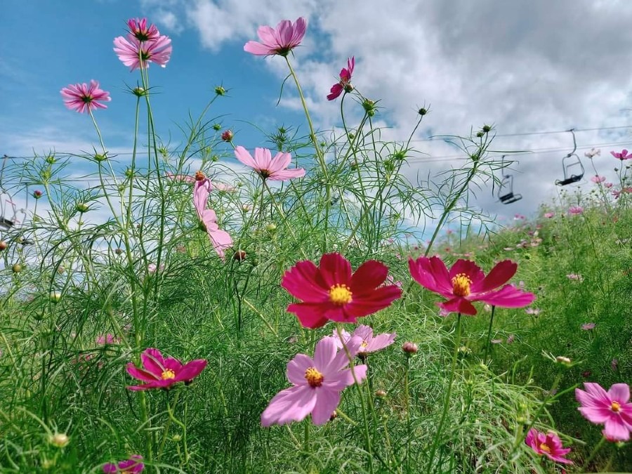 秋桜