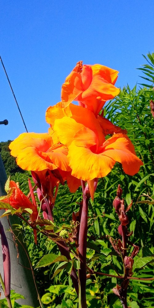 島の花🌺