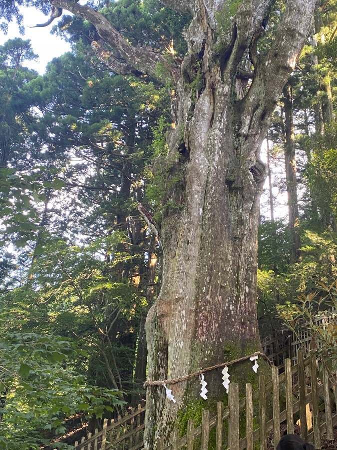 玉置神社⛩