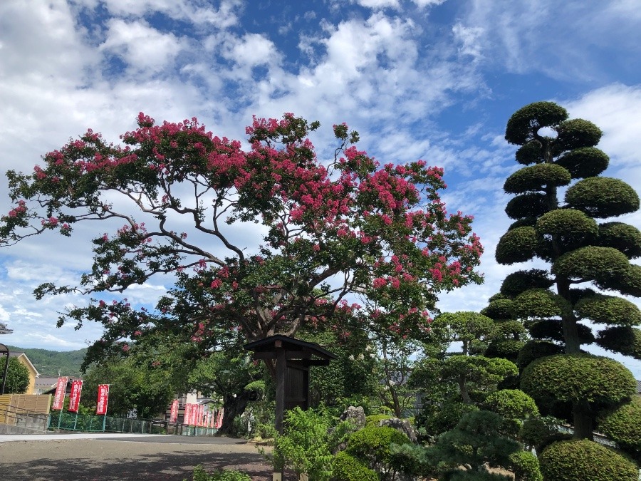 色が濃いな〜🌸