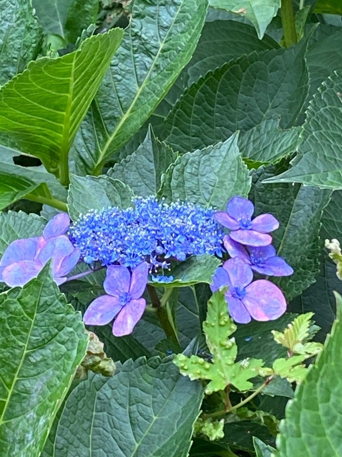 花🌸🌸🌸