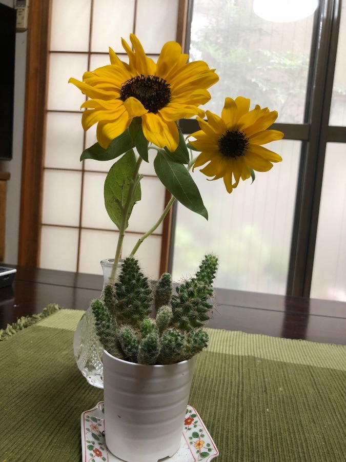 ミニひまわりとサボテン🌻🌵