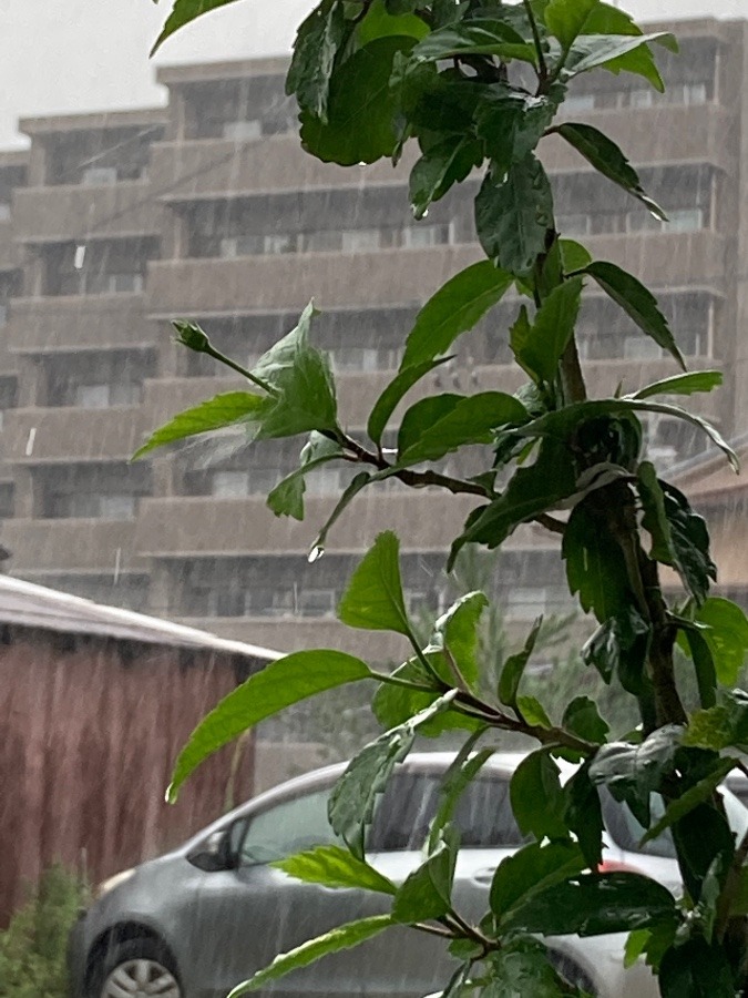 うれしい雨☔️