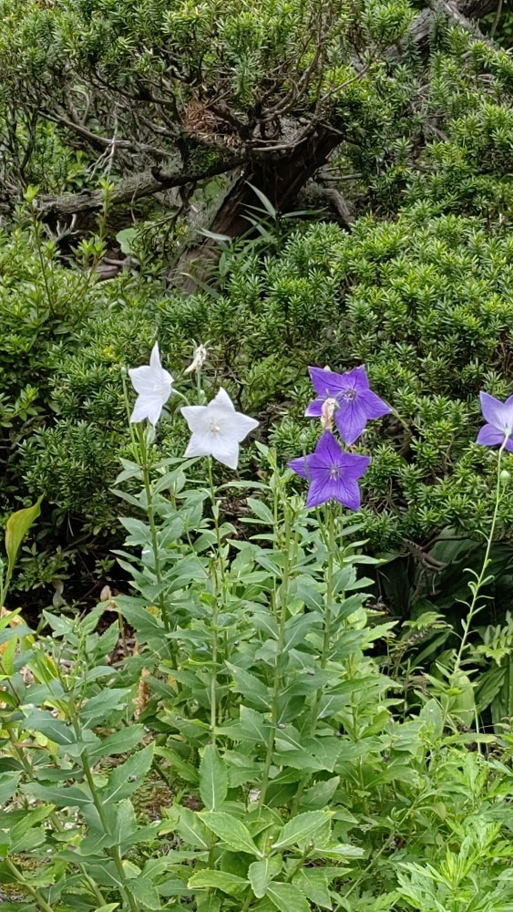 桔梗の花❣️