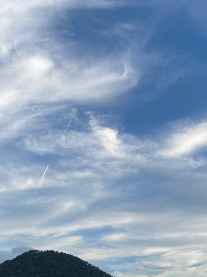 空に大きな鳥と飛行機✈️🦅