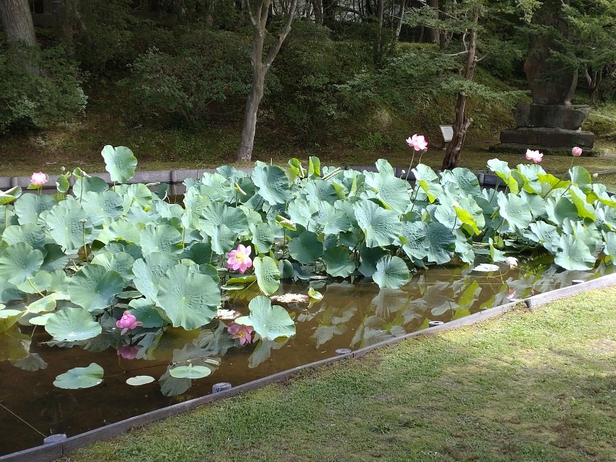 蓮の花が