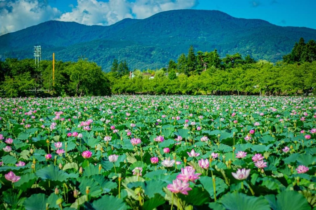 高田城址公園の蓮