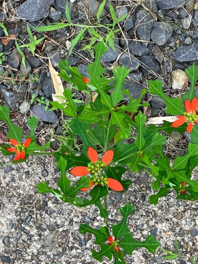 我が家の花