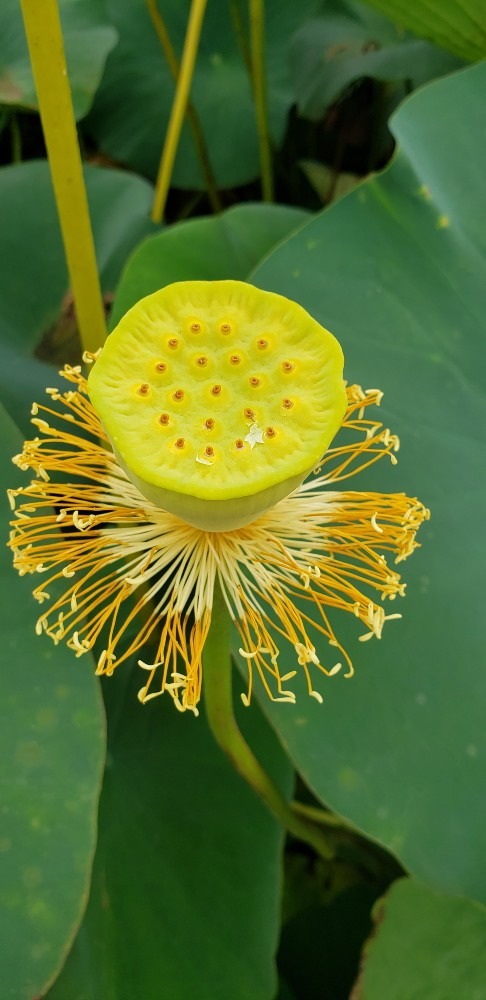 花が終わっても