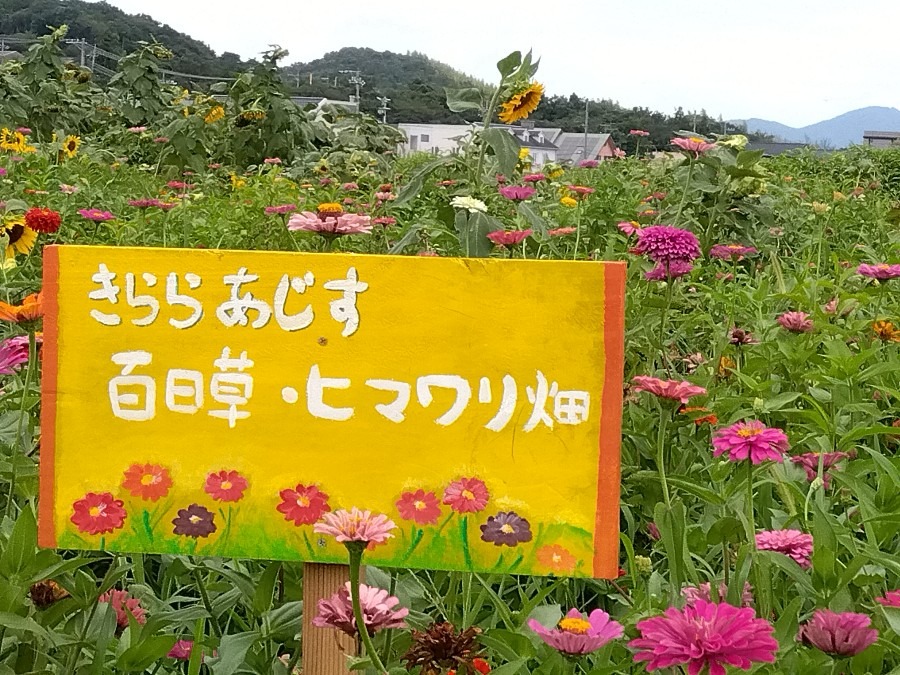 元気に咲いてます🌼🌻