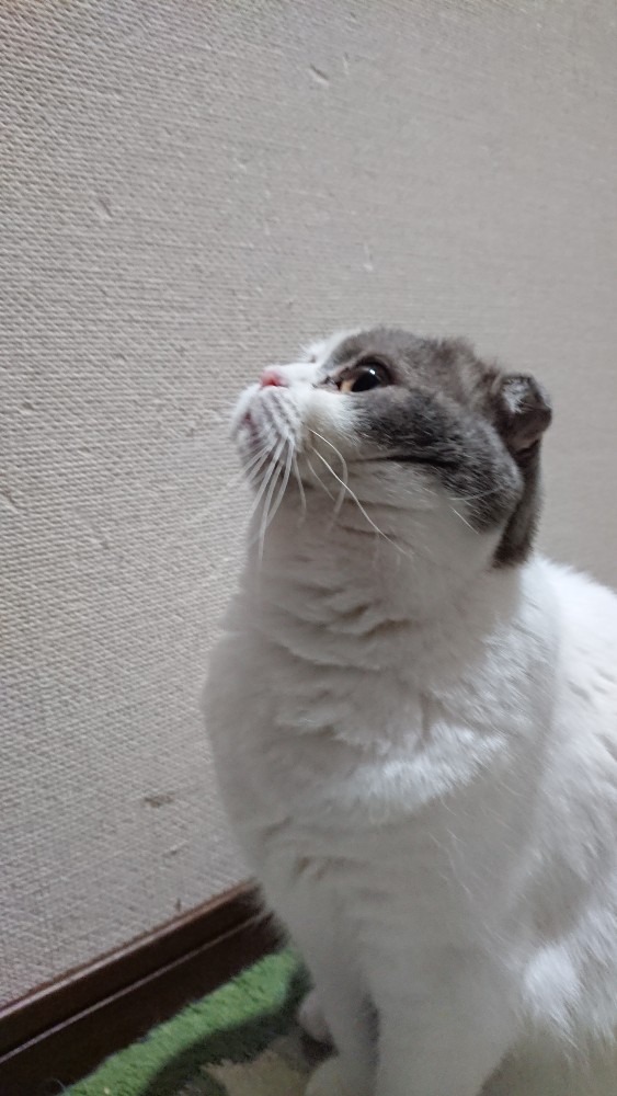 今日のマコ😸