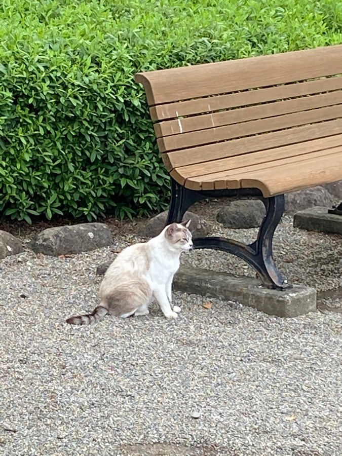 山形城に住む猫🐈🐈🐈