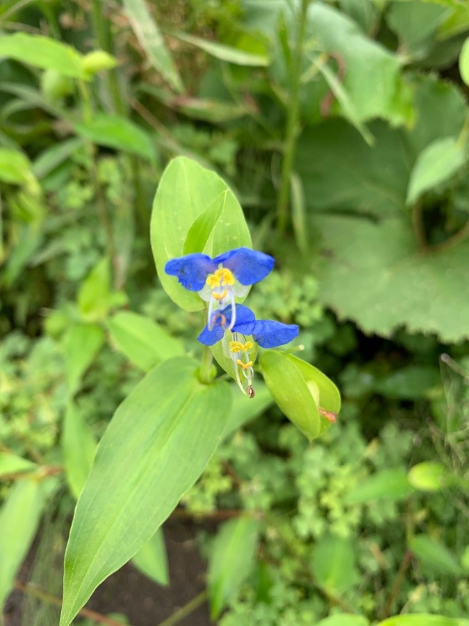 ✨青い花✨