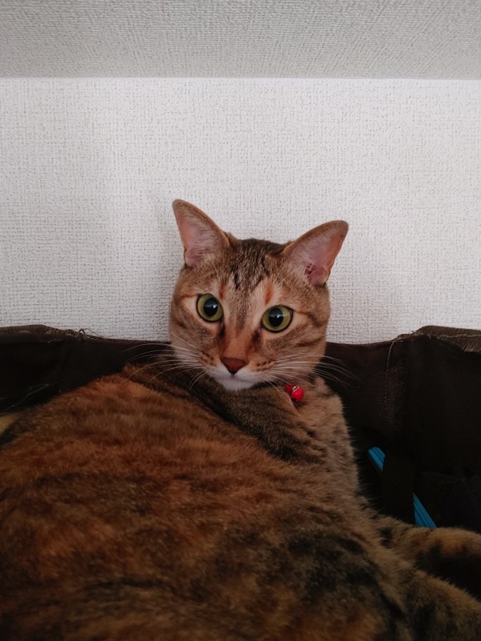 今朝のルルしゃん🐱