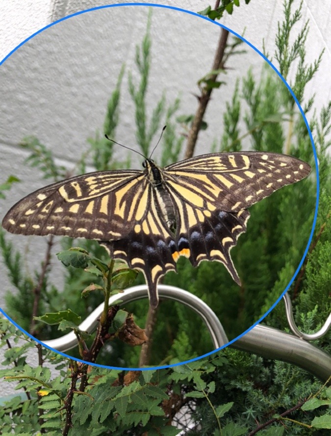 アゲハチョウ🦋