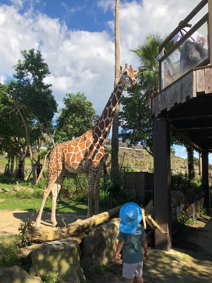 子供の🦒