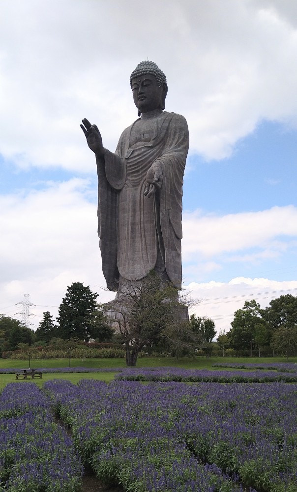 ブルーサルビアと大仏