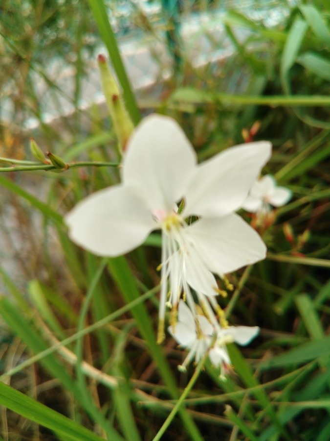 お花です！①