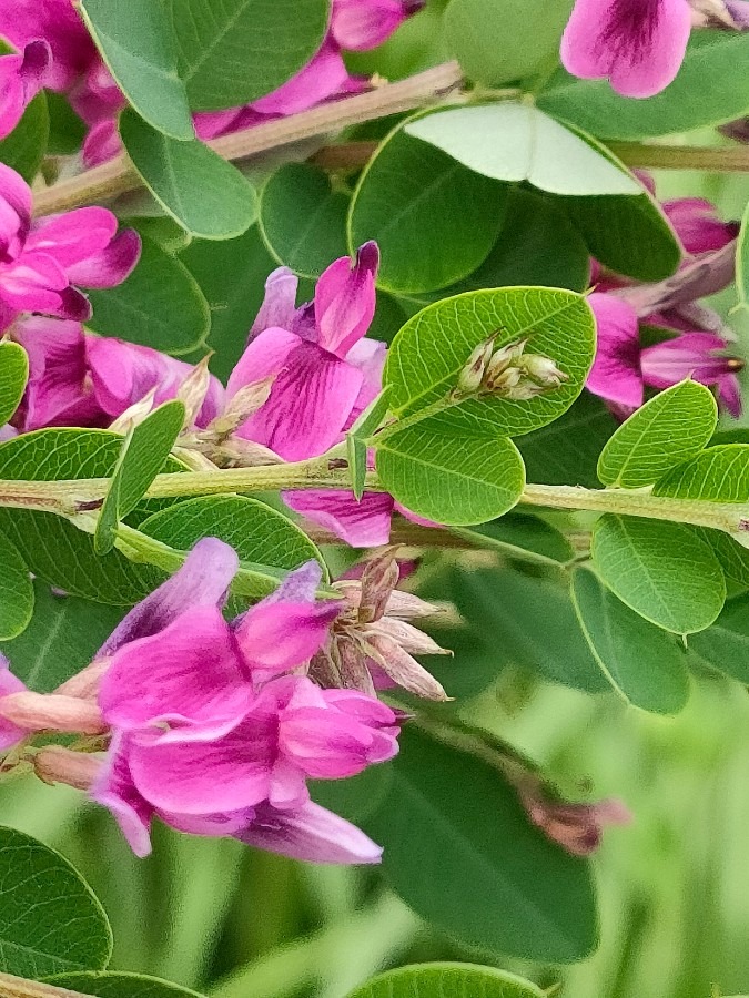 秋を告げるハギの花