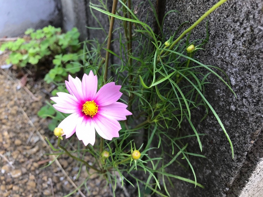 コンクリートの隙間から❣️