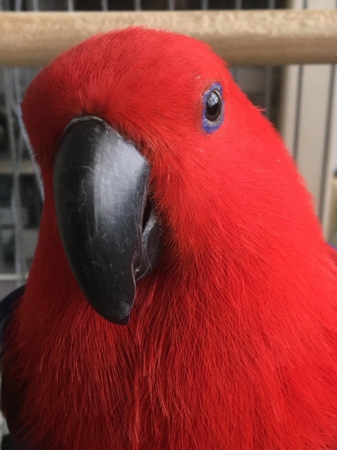 オオハナインコの『ルージュ』です♡