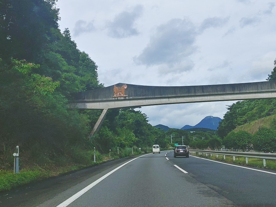 高崎山のお猿さん専用の橋です(^.^)d