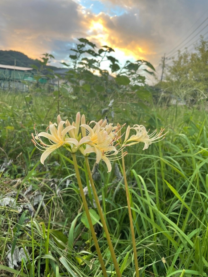 黄色の彼岸花