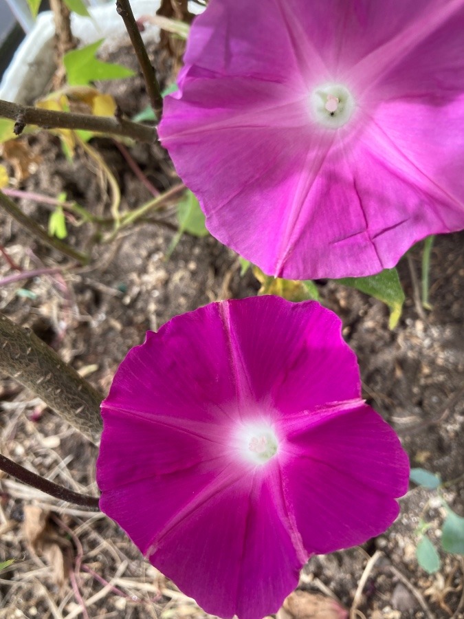 おはよう🌞