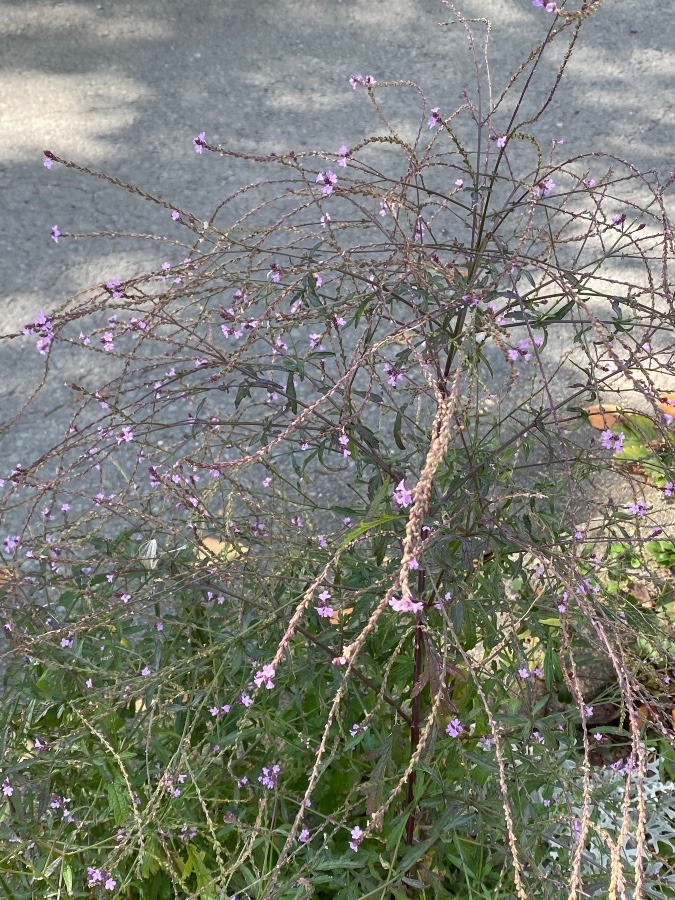 花🌸🌸🌸